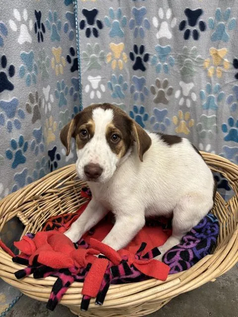 A baby small-sized female Labrador Retriever dog named Carmen for adoption in Rosenberg, TX