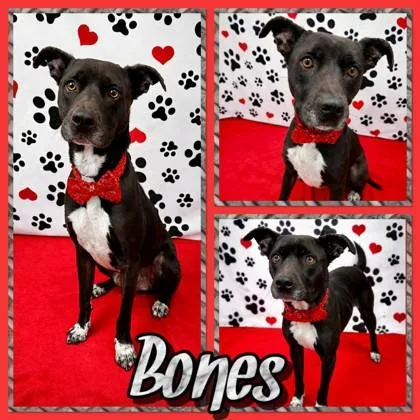 A young medium-sized male Labrador Retriever dog named Bones for adoption in Seagoville, TX