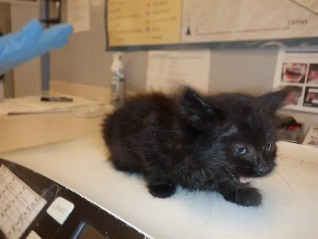 A baby small-sized female Domestic Medium Hair cat named Truffle for adoption in San Jose, CA