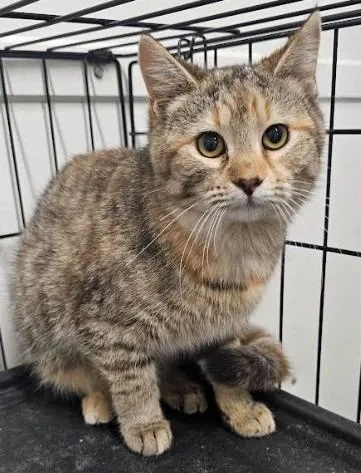 A young small-sized female Domestic Short Hair cat named Rayna for adoption in Ballwin, MO
