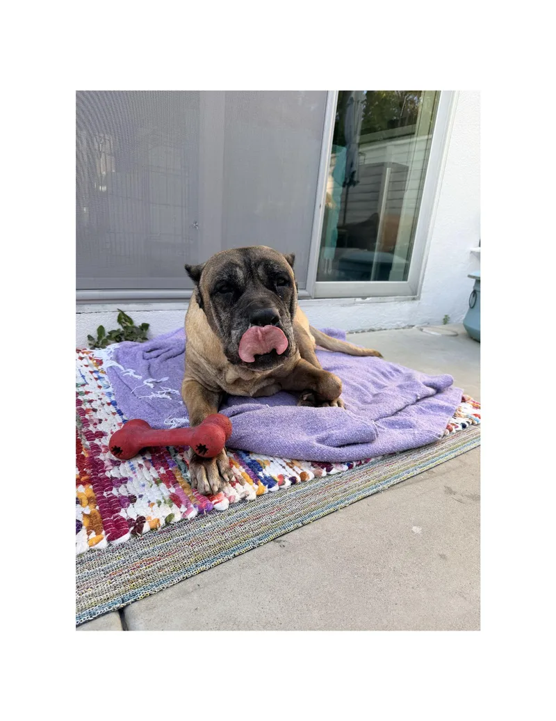A senior large-sized female Cane Corso dog named Honey for adoption in Huntington Beach, CA