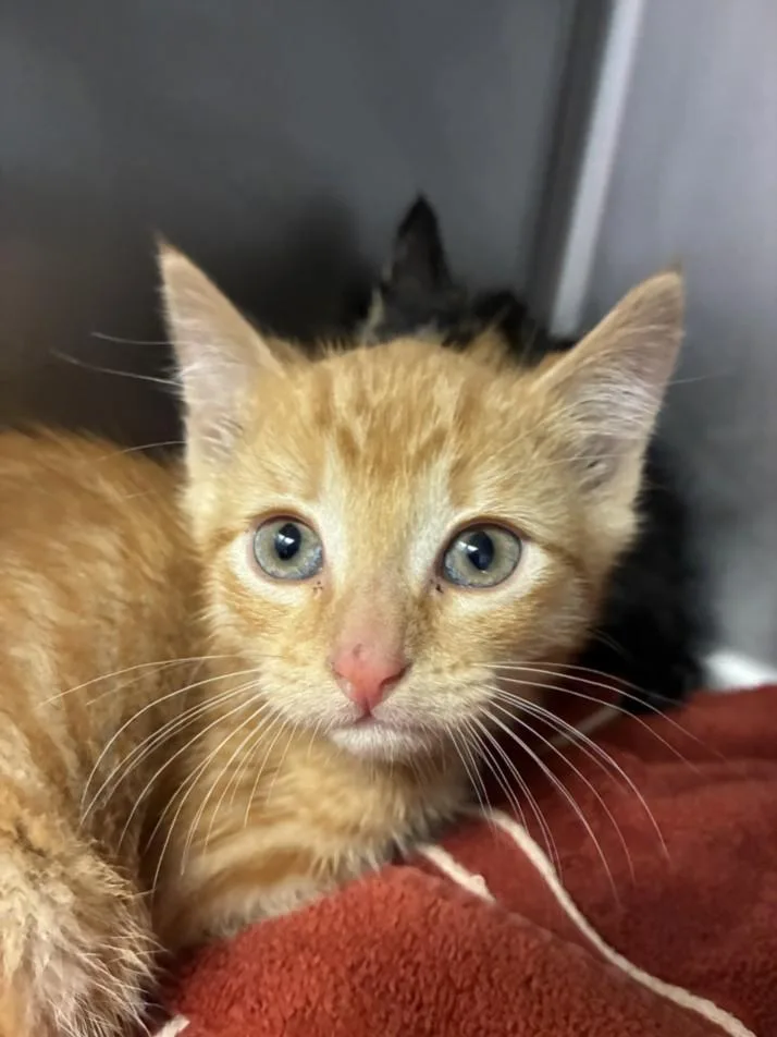 A baby small-sized male Domestic Short Hair cat named Hamlet for adoption in Santa Cruz, CA