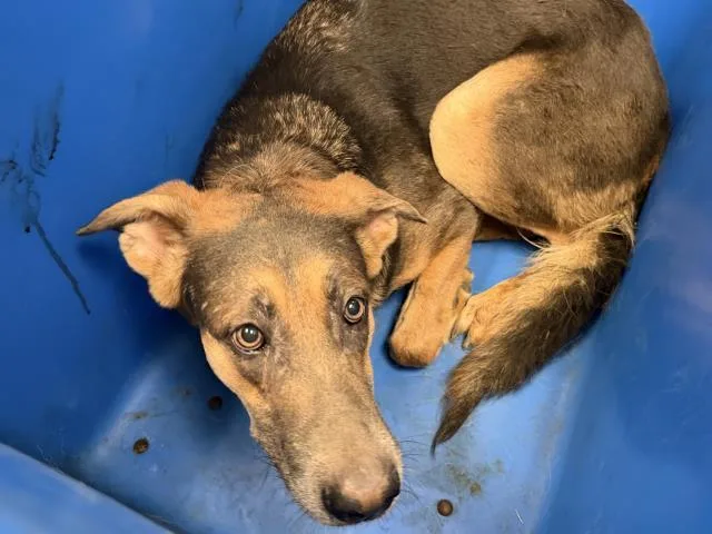 An adult extra large-sized female Mixed Breed dog named A for adoption in Dallas, TX