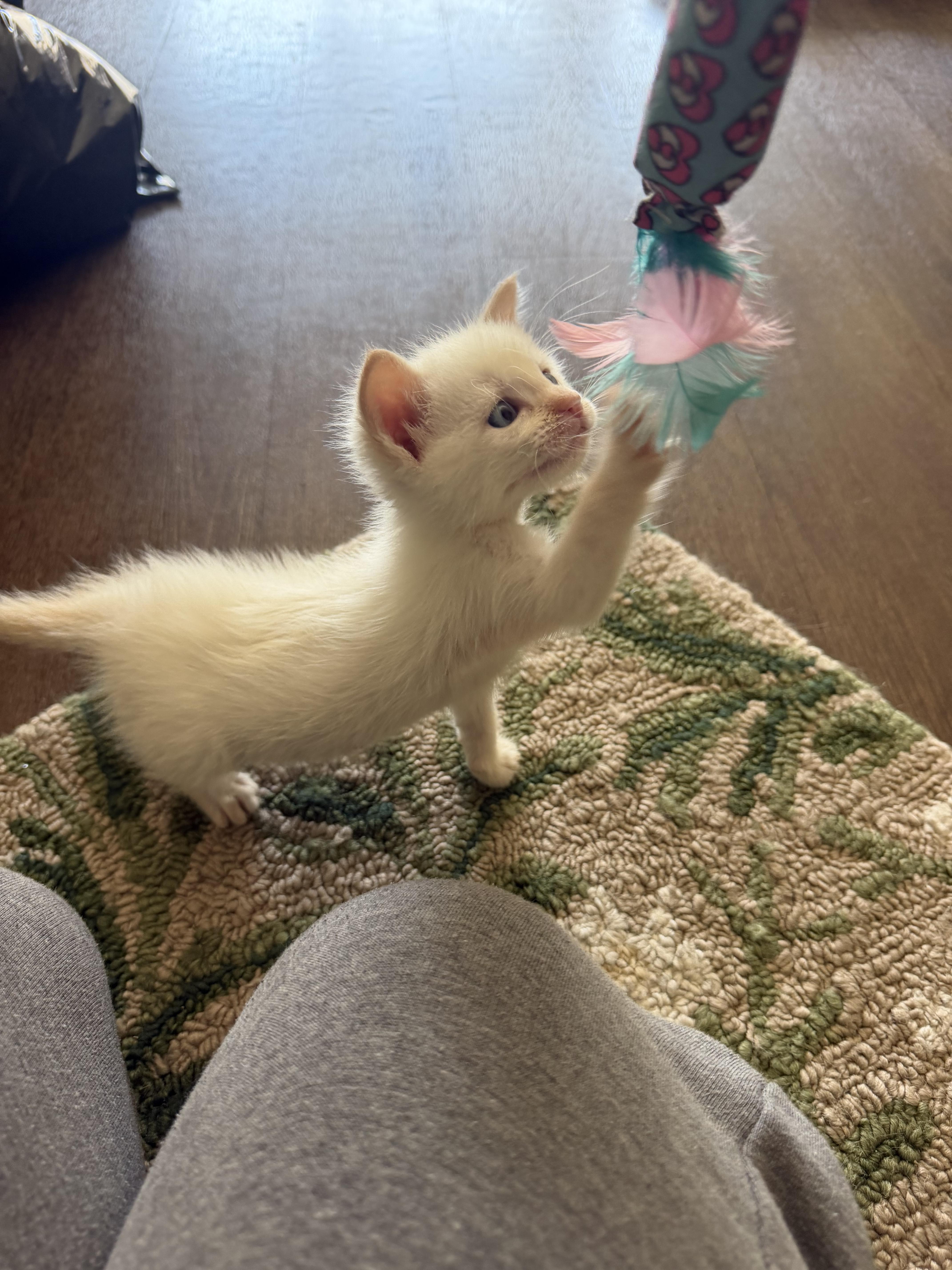 A baby medium-sized male Flame Point Domestic Short Hair cat named Frodo for adoption in Fruit Heights, UT