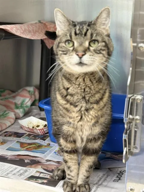 A senior medium-sized male Domestic Short Hair cat named Trucker for adoption in Methuen, MA