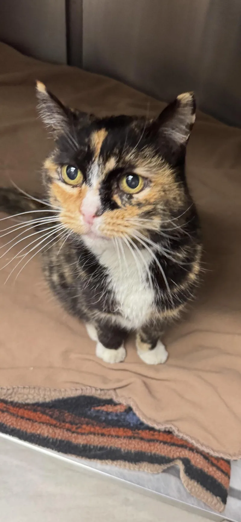A young medium-sized female Calico cat named Jasmine for adoption in Scottsdale, AZ