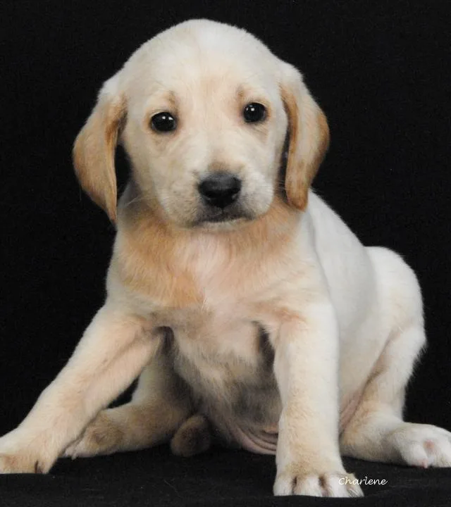 A baby medium-sized female White / Cream Irish Wolfhound dog named Caterpie for adoption in Newland, NC