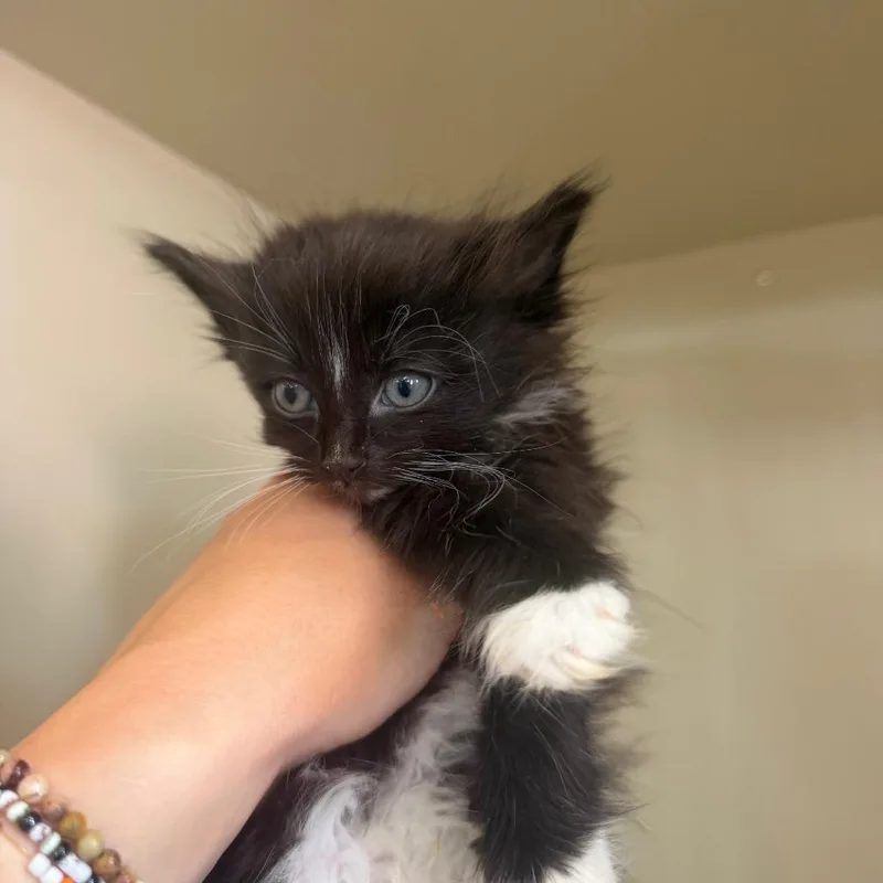 Sylvester