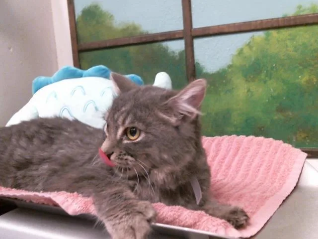 A young small-sized female Domestic Short Hair cat named Callie for adoption in Houston, TX