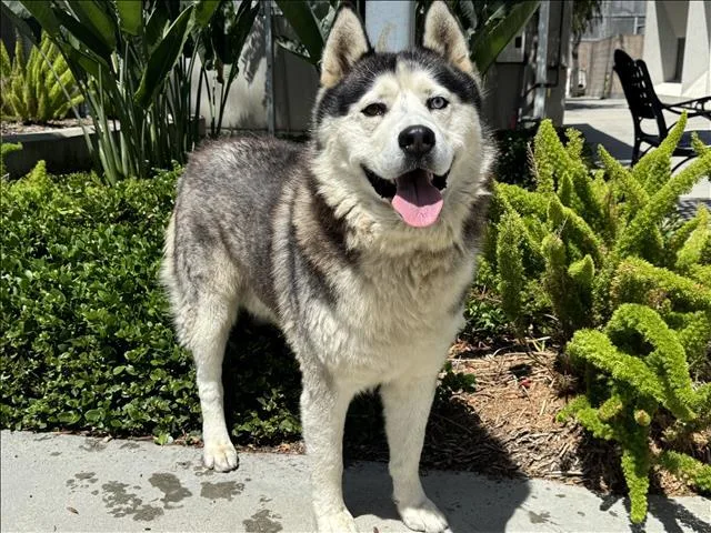 An adult large-sized male Siberian Husky dog named Ozzy for adoption in San Pedro, CA