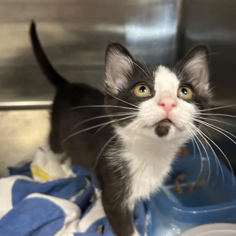 A baby medium-sized female Black & White / Tuxedo Tuxedo cat named Farley  of for adoption in La Grange Park, IL