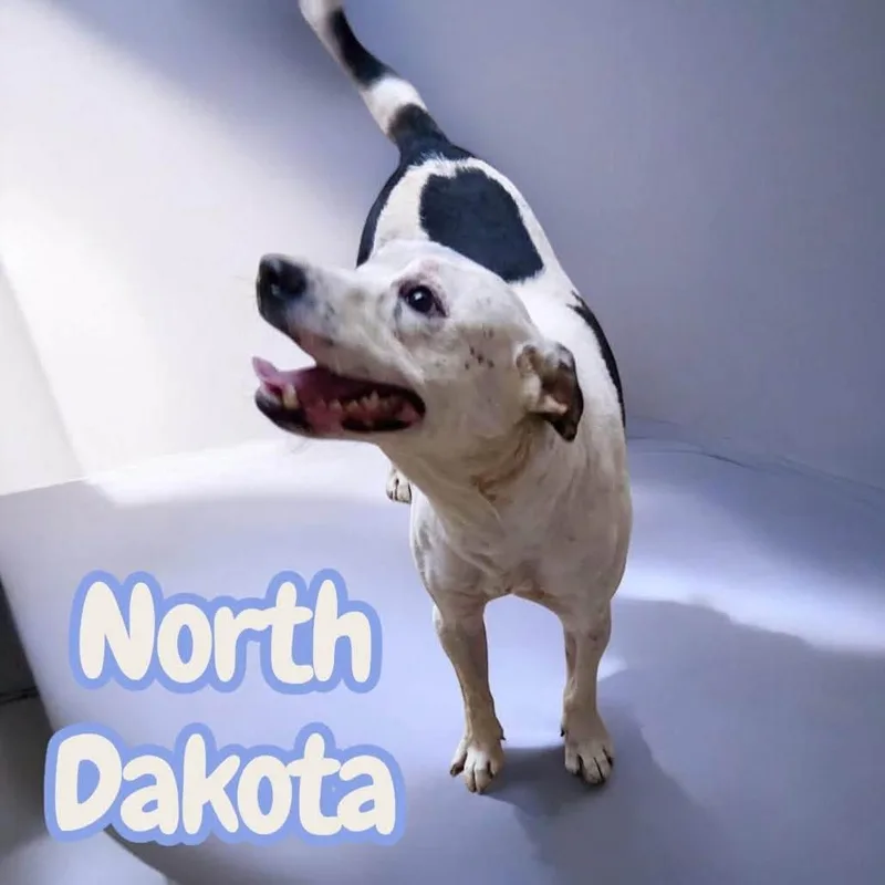 A young medium-sized male Black American Staffordshire Terrier dog named North Dakota  Friendly for adoption in Chuckey, TN