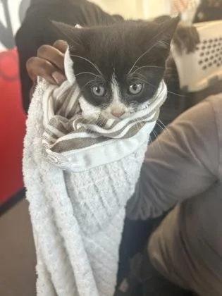 A baby small-sized female Domestic Short Hair cat named Narwhal for adoption in West Chester, PA