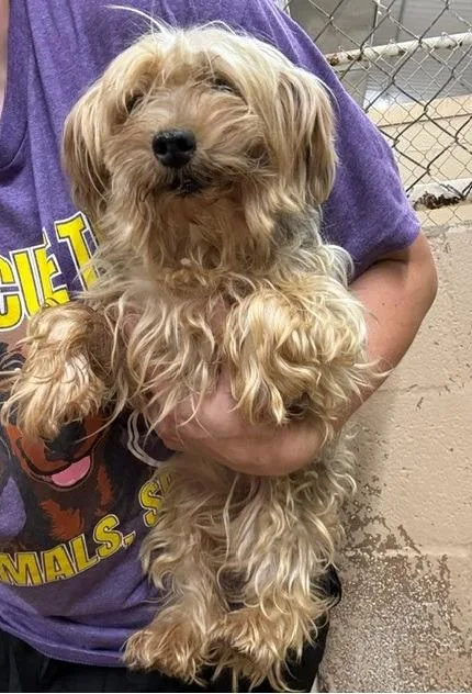 An adult small-sized female Yorkshire Terrier dog named Grendal for adoption in Thompson Falls, MT