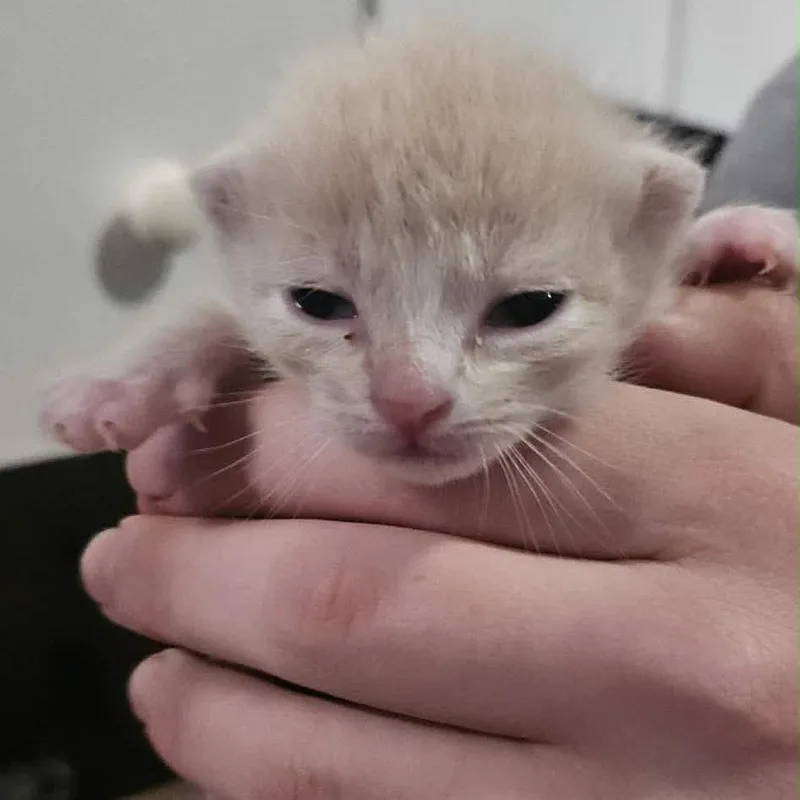 Parmesan thumbnail 2