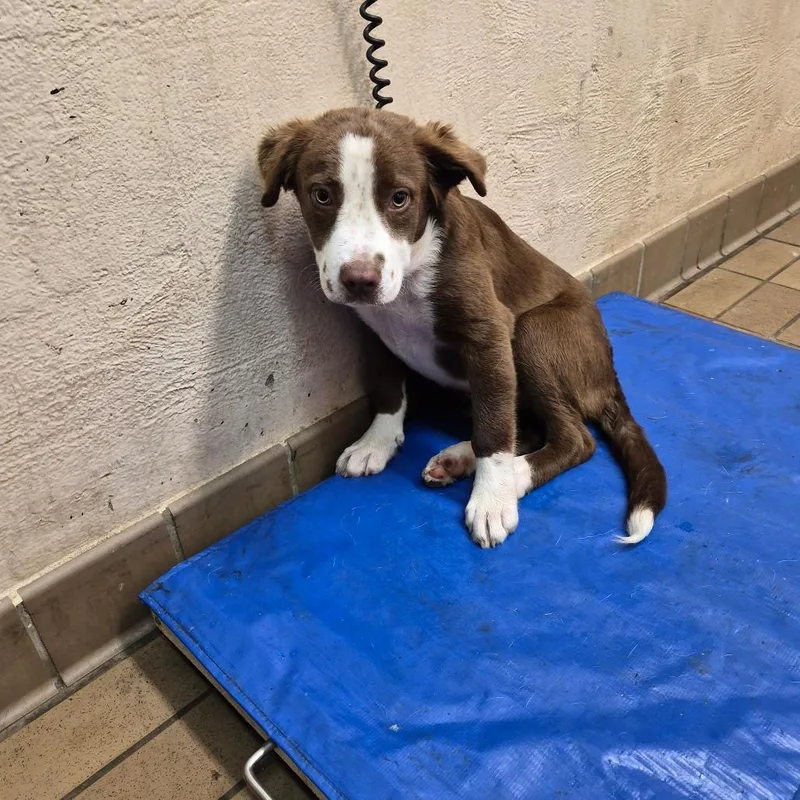 A baby small-sized male Brown / Chocolate Collie dog named Lawson for adoption in Birmingham, AL