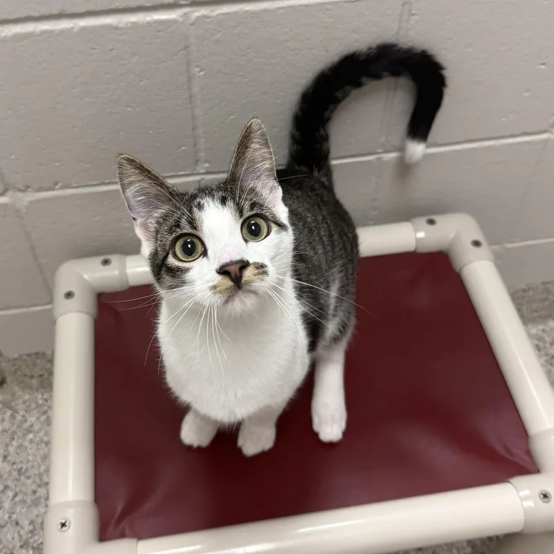 A young small-sized male Domestic Short Hair cat named Onyx for adoption in Kearney, NE