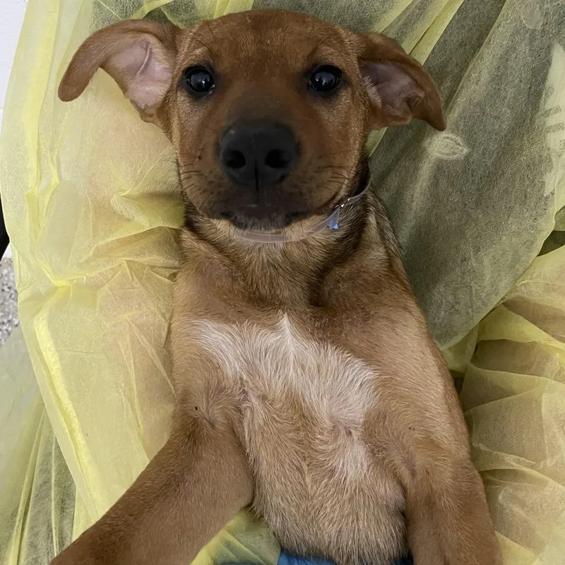 A baby small-sized female Yellow / Tan / Blond / Fawn Cattle Dog dog named Bassoon for adoption in Hattiesburg, MS