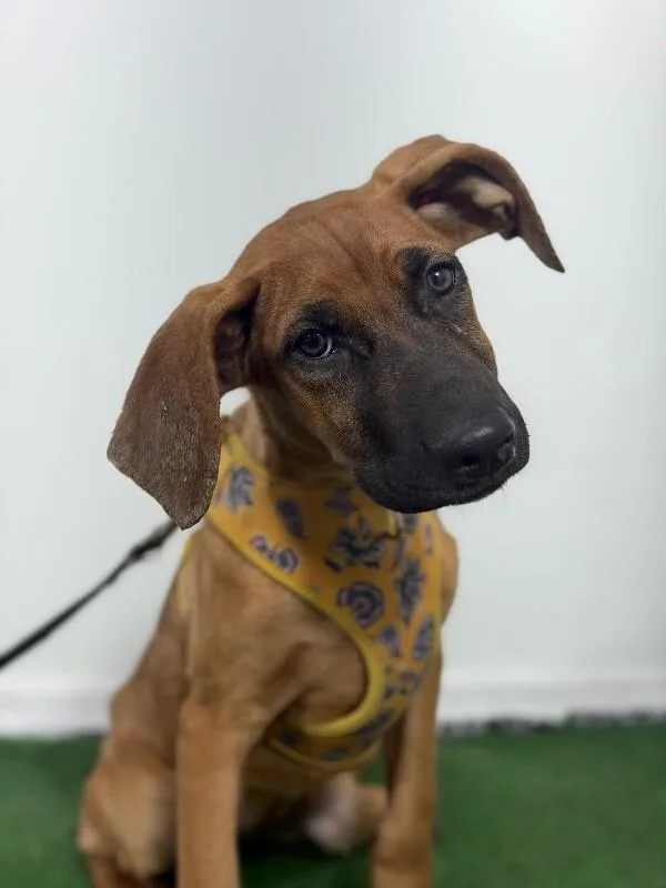 A baby medium-sized female Redbone Coonhound dog named Luna for adoption in Carlsbad, CA