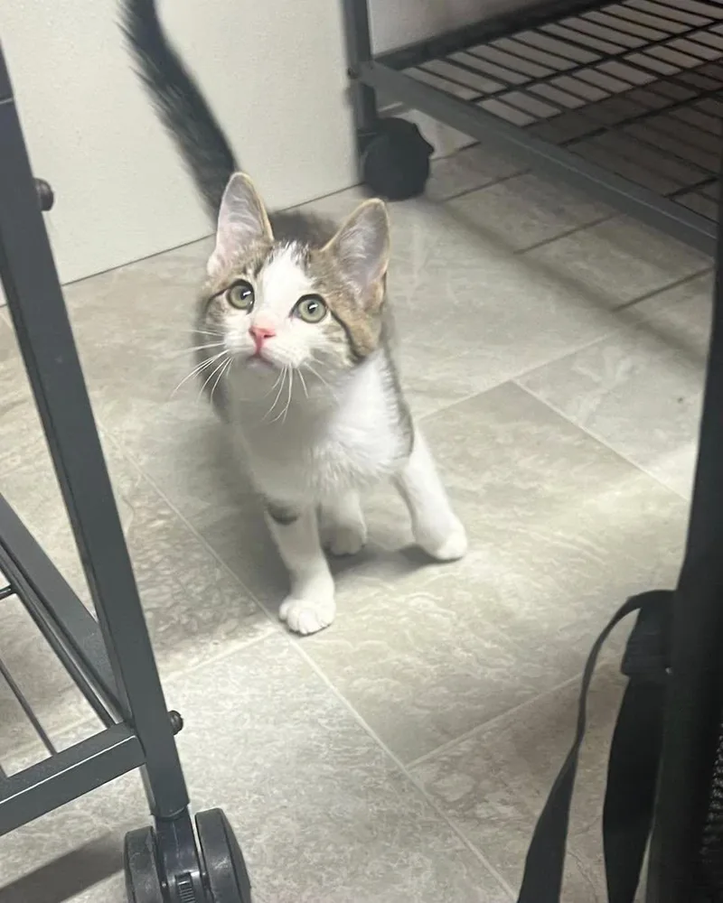 A baby small-sized female Domestic Short Hair cat named Spark for adoption in Richmond Dale, OH