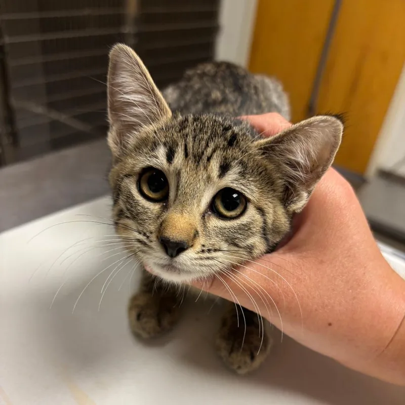 A baby small-sized female Brown / Chocolate Domestic Short Hair cat named Coffee for adoption in Ottawa, KS