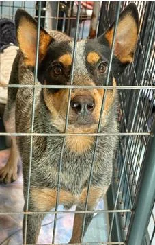 An adult medium-sized male Australian Cattle Dog / Blue Heeler dog named Pauly for adoption in Largo, FL