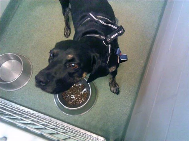 An adult large-sized male Mixed Breed dog named Conner for adoption in Santa Fe, NM
