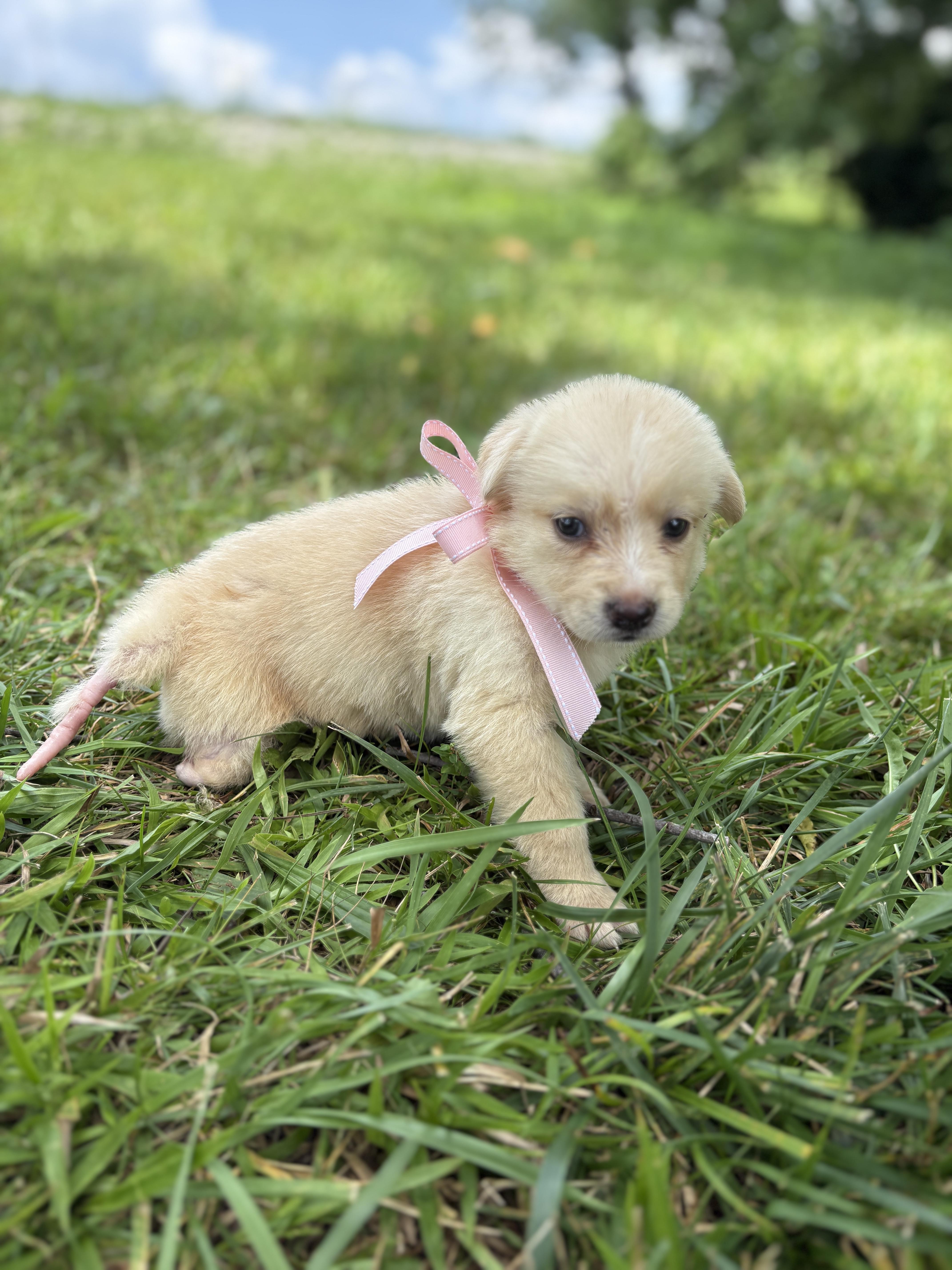 A baby small-sized female White / Cream Poodle dog named Thora Transport for adoption in Gradyville, KY