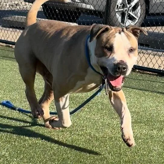 An adult large-sized male Yellow / Tan / Blond / Fawn Mixed Breed dog named Gello for adoption in Philadelphia, PA