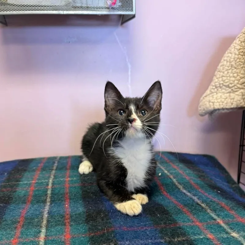 A young small-sized female Black & White / Tuxedo Domestic Short Hair cat named Ginger Rogers for adoption in Freeport, NY
