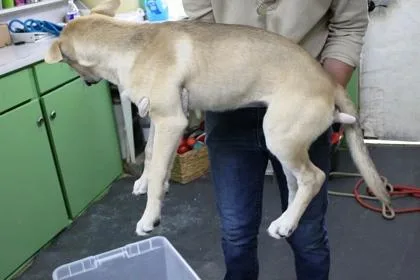 A baby large-sized female Shepherd dog named Jinxy for adoption in Picayune, MS