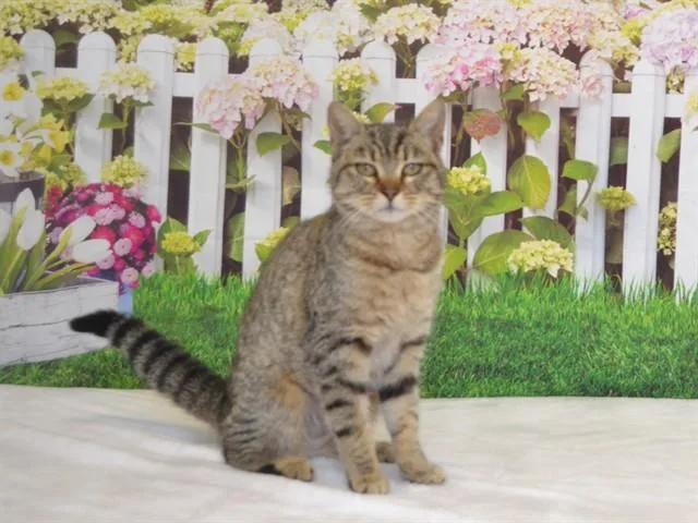 A young small-sized female Domestic Short Hair cat named Poppy for adoption in Oroville, CA