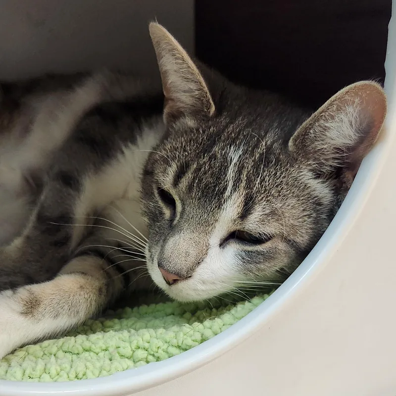 A baby small-sized female Gray & White Domestic Short Hair cat named Chappelle for adoption in San Antonio, TX