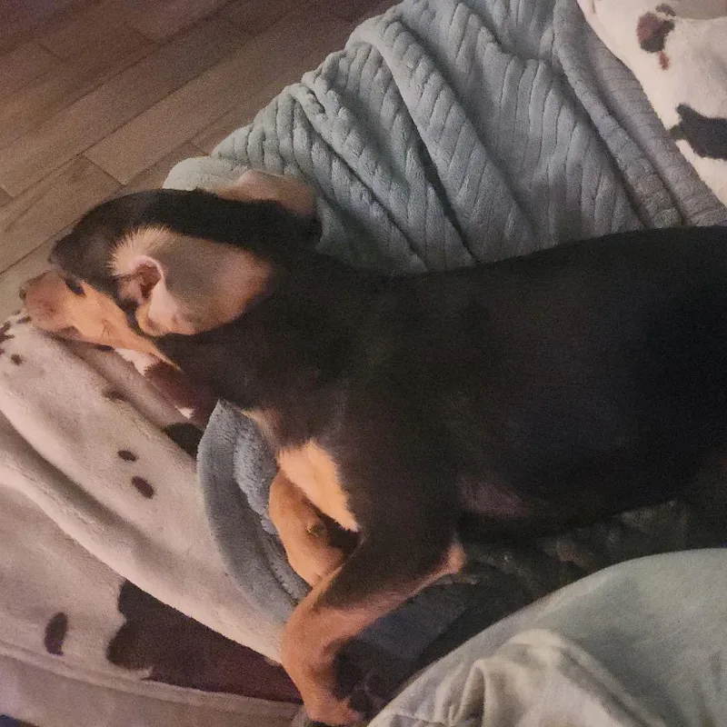 An adult small-sized female Black Dachshund dog named Maisy for adoption in Baton Rouge, LA