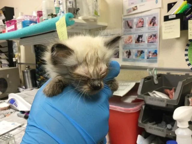 A baby small-sized female Domestic Short Hair cat named February for adoption in Riverside, CA