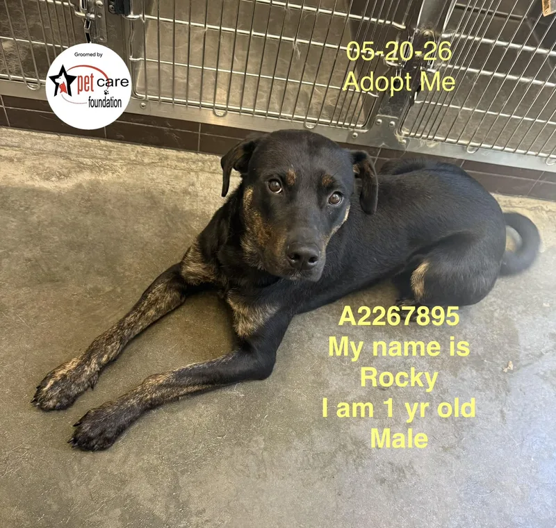 A young large-sized male Mixed Breed dog named Rocky for adoption in Los Angeles, CA