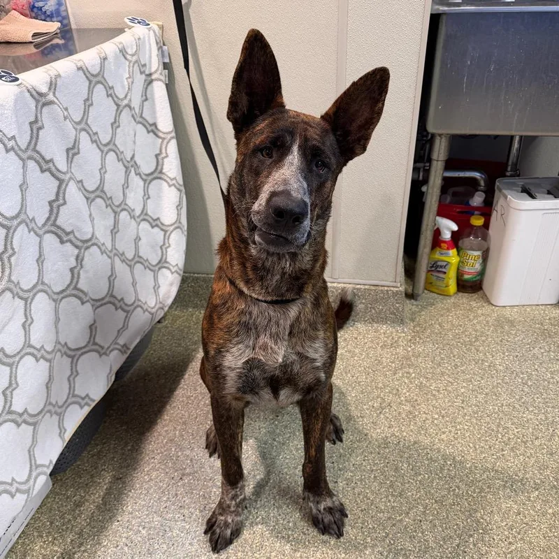 A young large-sized male Brindle German Shepherd Dog dog named Dominic for adoption in San Gabriel, CA