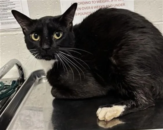 A young small-sized male Domestic Short Hair cat named Slick for adoption in Olivette, MO