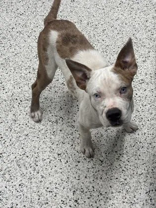 A young medium-sized male Pit Bull Terrier dog named Deacon for adoption in Atlanta, GA