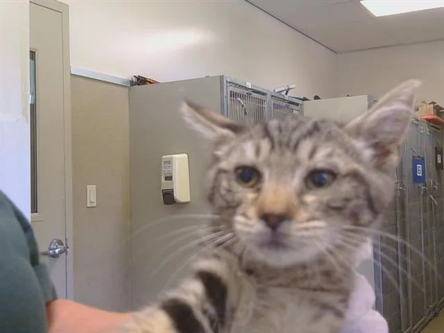 A baby small-sized female Domestic Short Hair cat named Kapri for adoption in Sacramento, CA