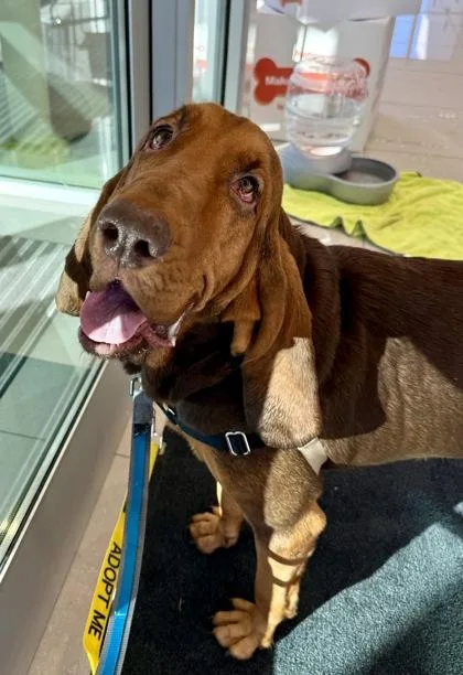 An adult large-sized female Bicolor Bloodhound dog named Jolene for adoption in Downers Grove, IL