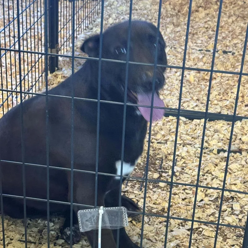 An adult large-sized female Black Shepherd dog named Josie for adoption in Anahuac, TX