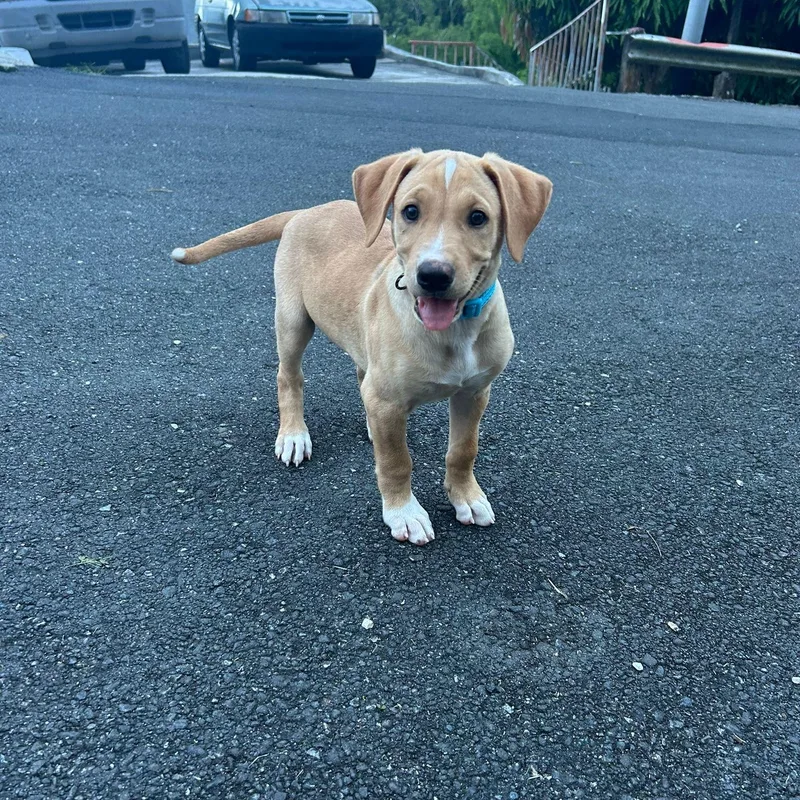 A baby medium-sized male Apricot / Beige Labrador Retriever dog named Mario Meatball for adoption in New York, NY