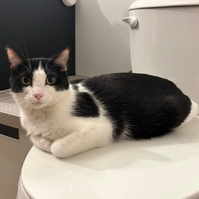 A young medium-sized female Black Domestic Short Hair cat named Xanadu for adoption in Buffalo, MN