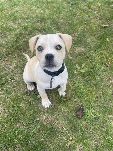 A baby small-sized male Pit Bull Terrier dog named Butters for adoption in Martinez, CA