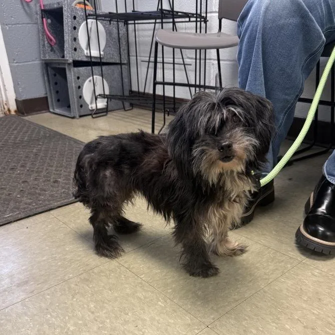 A senior small-sized female Black Terrier dog named Paramore for adoption in Birdsboro, PA