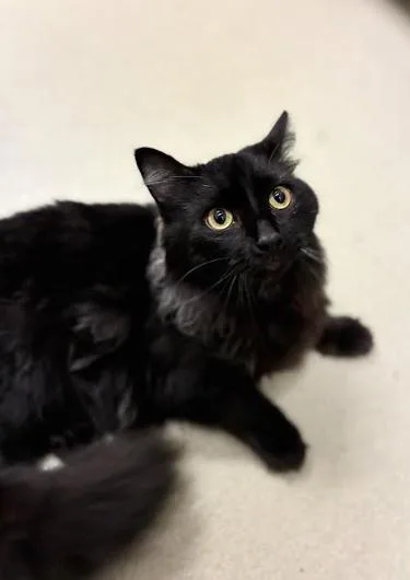 An adult medium-sized male Black Domestic Medium Hair cat named Malibu for adoption in Cicero, IL