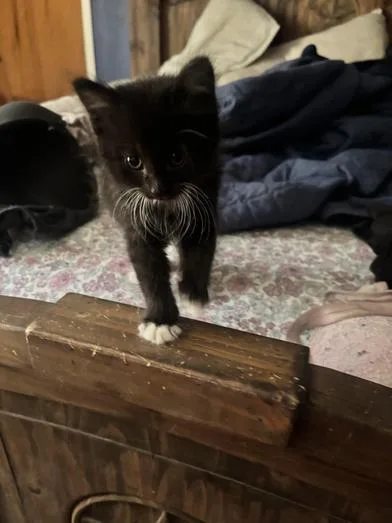 A baby medium-sized male Black & White / Tuxedo Domestic Long Hair cat named Pluto for adoption in Liverpool, TX