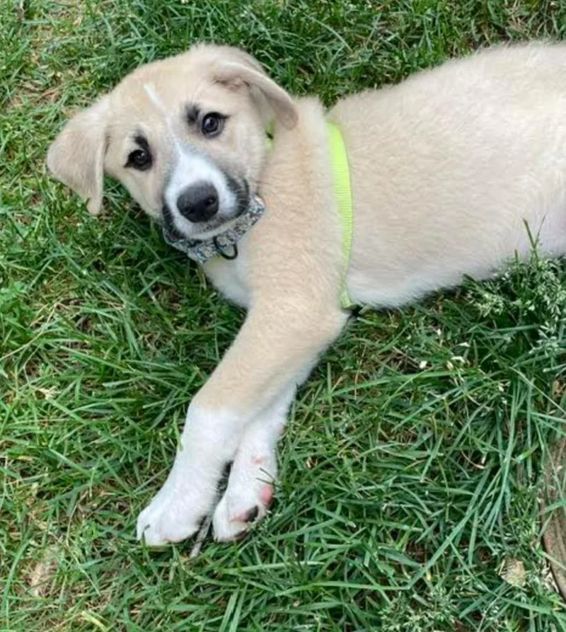 A baby medium-sized male Great Pyrenees dog named Classic Authors Litter for adoption in Savage, MN