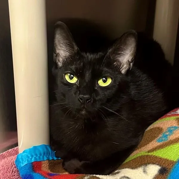 A young small-sized female Domestic Short Hair cat named Hyphen for adoption in Walnut Creek, CA
